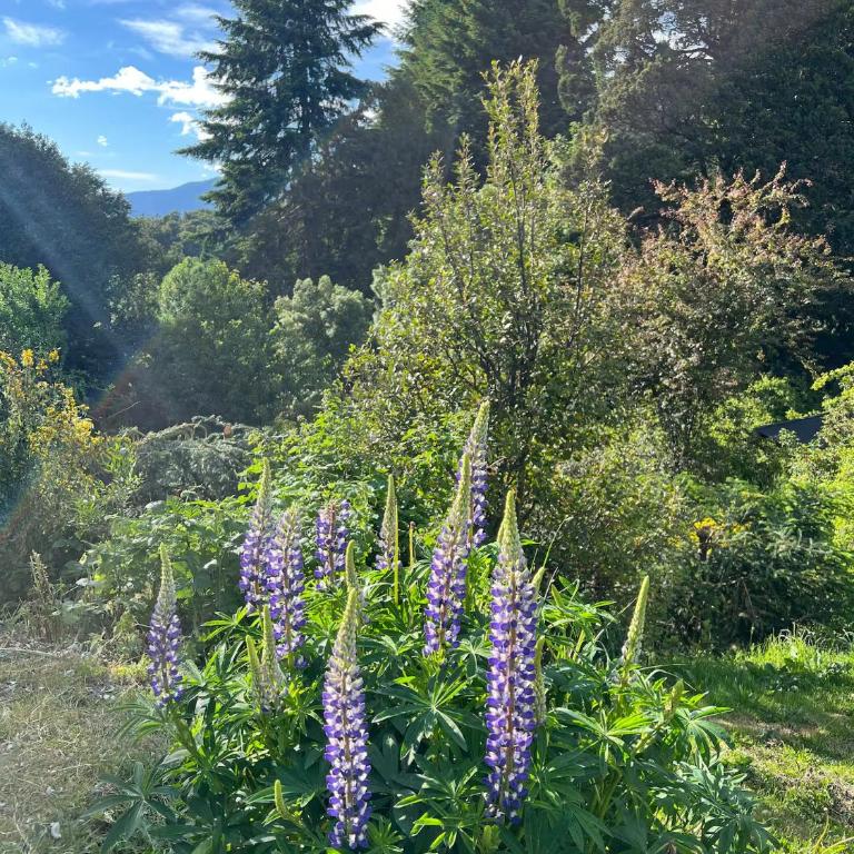 Refugio Patagónico - Silencio en bosque nativo - Chalet de 3 dormitorios - 97