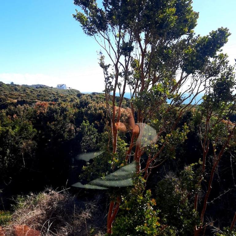 Refugio Kallfuko, a great space with nature - Four-Bedroom House - 44