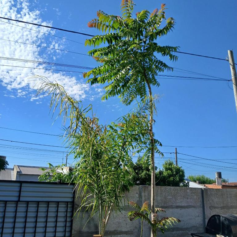 Laprida - Casa con 1 dormitorio - 24