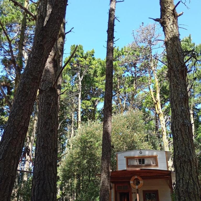 La tinyhouse del bosque - Casa con 1 dormitorio - 1