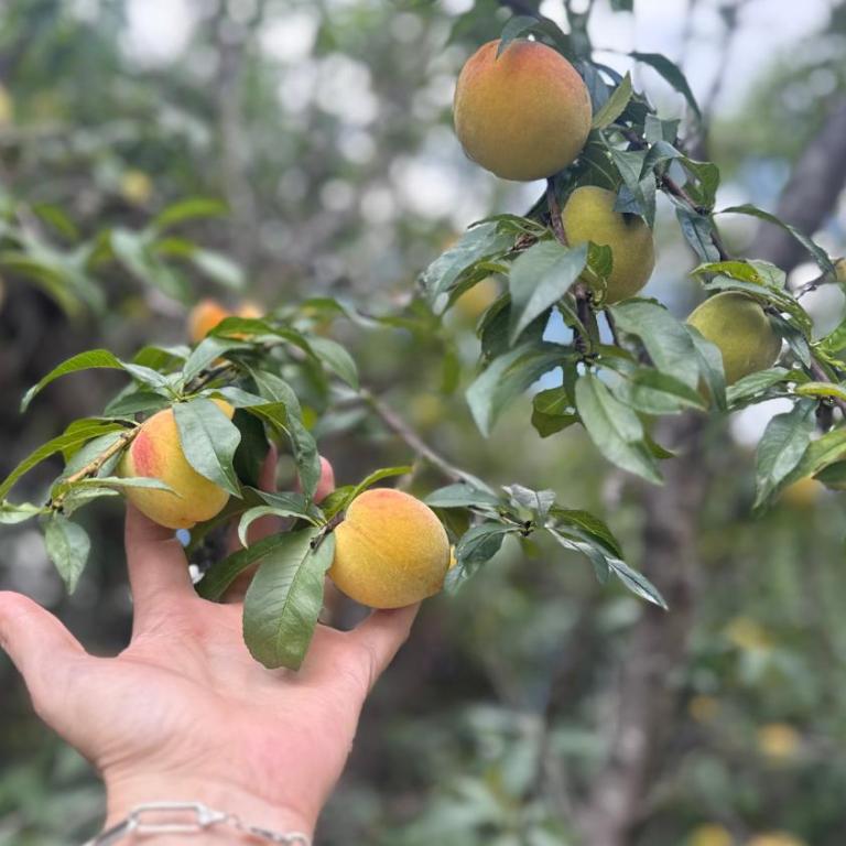 El descanso - Casa de 2 dormitorios - 10