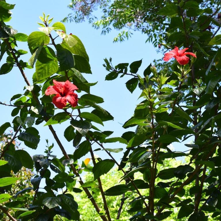 Family home in Las Delicias, garden and barbecue - Four-Bedroom House - 18