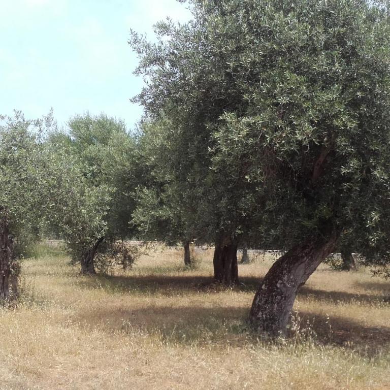 Alghero Guest House, Oasi tra gli Ulivi con Piscina e Fresche Suites in Seminterrato - Appartamento con 2 Camere da Letto - 39