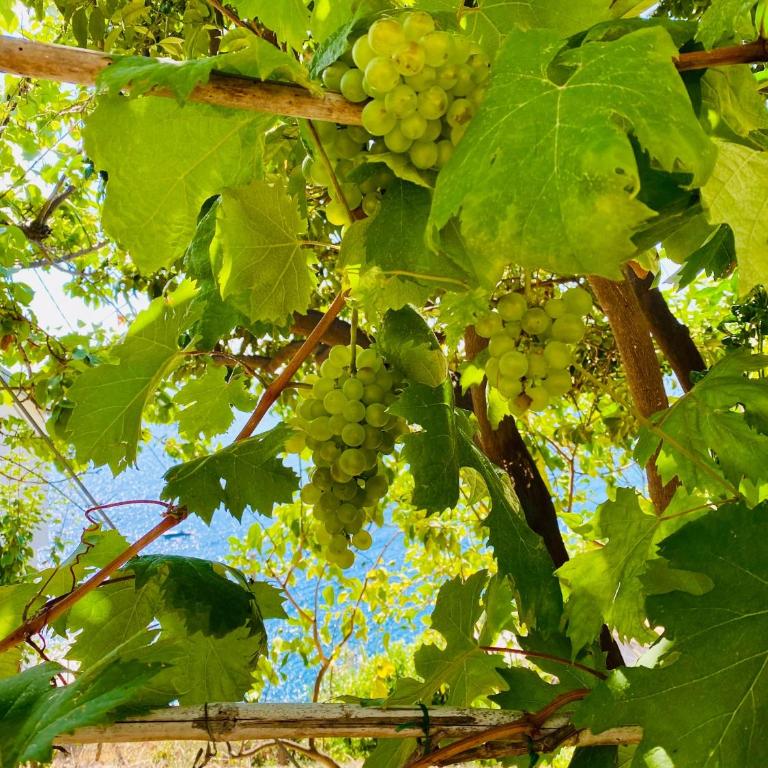 Al Castello 1 - Appartamento con Balcone - 50