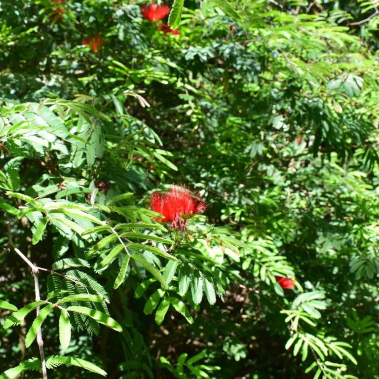 Family home in Las Delicias, garden and barbecue - Casa de 4 dormitorios - 38