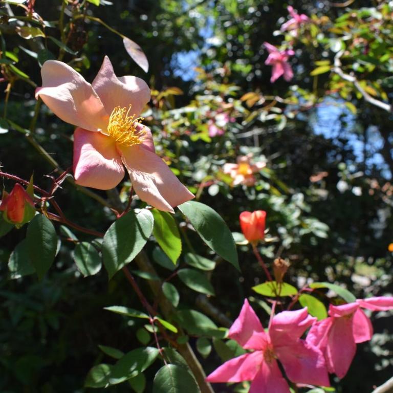 Family home in Las Delicias, garden and barbecue - Casa de 4 dormitorios - 69