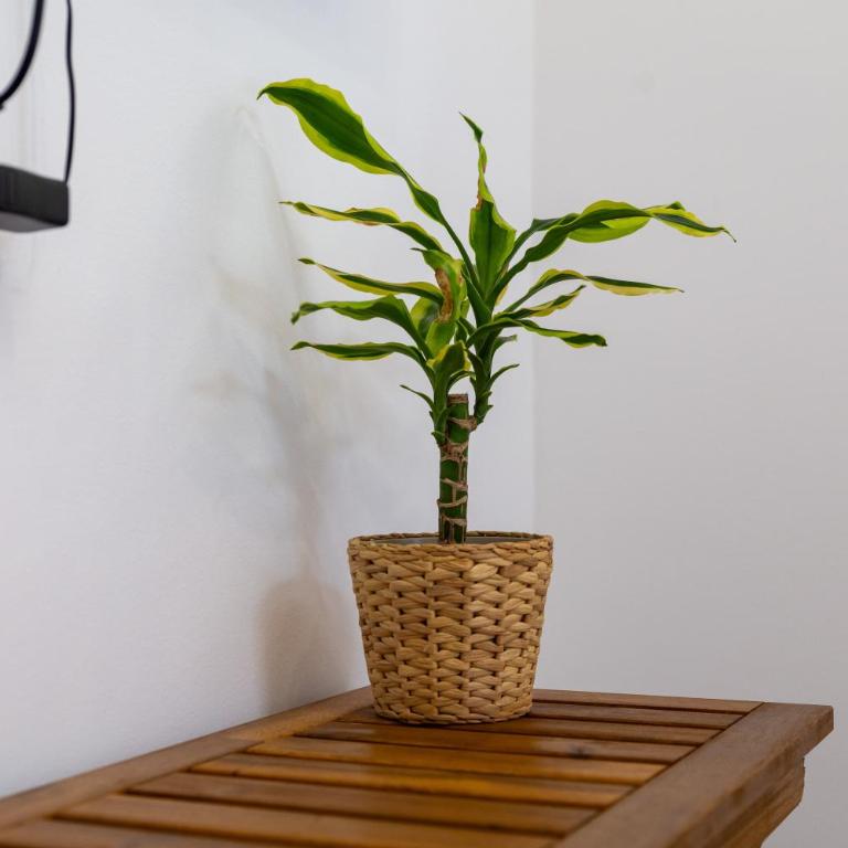 Urban Nest Apartments - One-Bedroom Apartment - 50