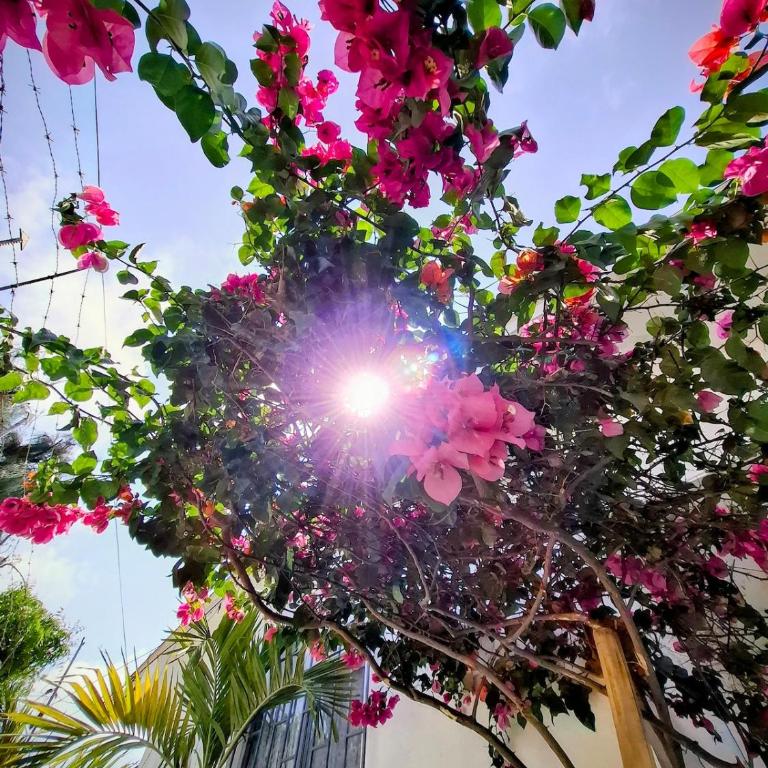 Suite privada con jardín cerca del mar - Apartamento de 1 dormitorio - 10