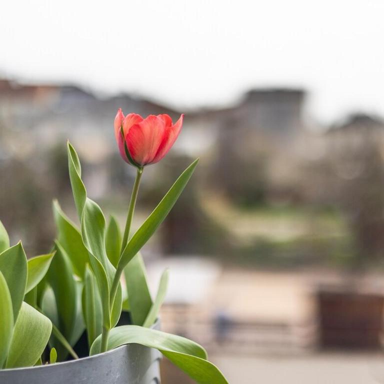Le bien-être au cœur de la ville confort & vue - Apartment mit 2 Schlafzimmern und Terrasse - 29