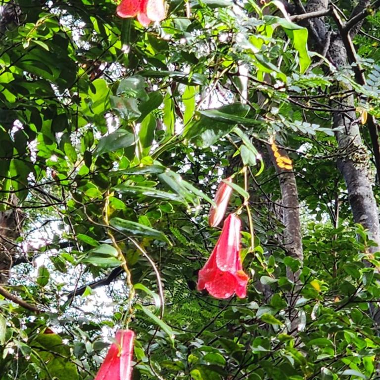 Cabaña Alto del Bosque - Casa con 1 dormitorio - 25