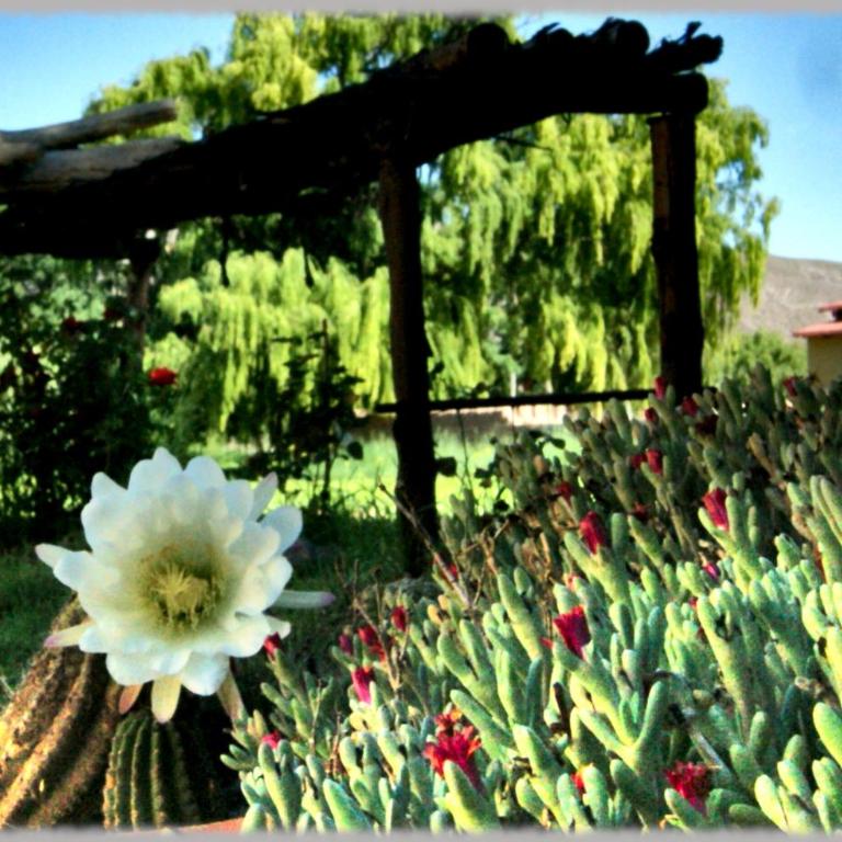 CabañaPerchel Tilcara Quebrada de Humahuaca - One-Bedroom House - 41