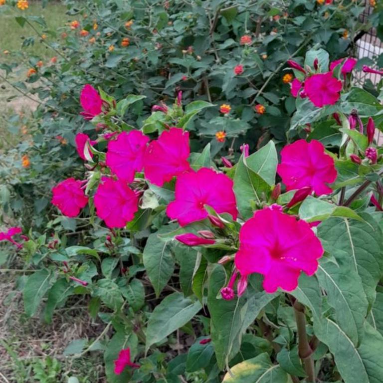 Los Damascos - Apartamento con vistas a las montañas - 27