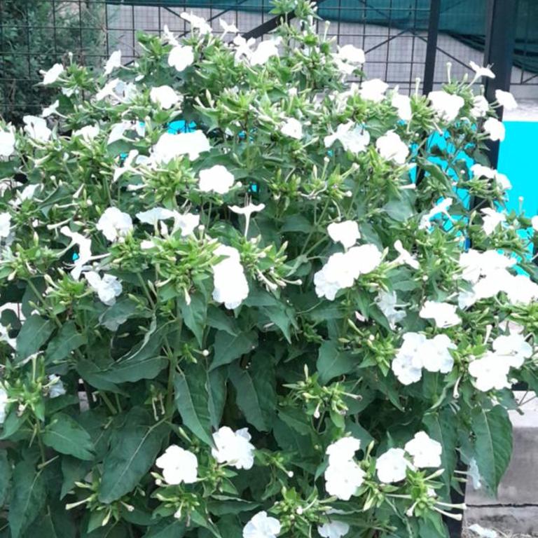 Los Damascos - Apartamento con vistas a las montañas - 29