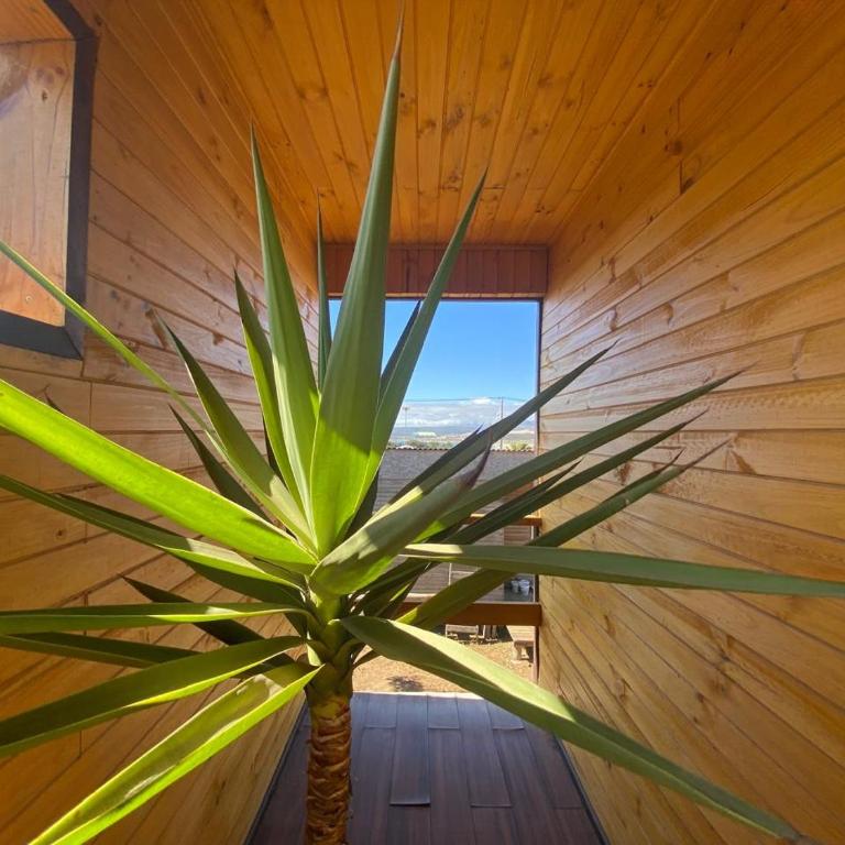 playanorte - One-Bedroom Apartment - 12
