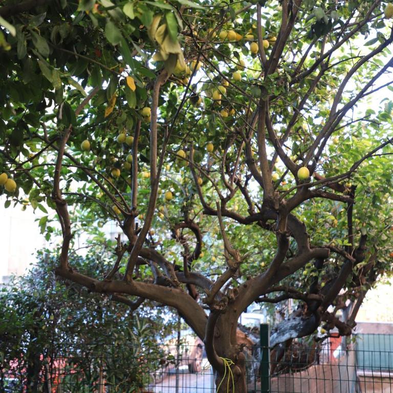 Casa con Giardino a Roma, 2 Camere, Ideale per Famiglie, 15 minuti dal Colosseo, 5 minuti da Mirti - Appartement 2 Chambres - 3