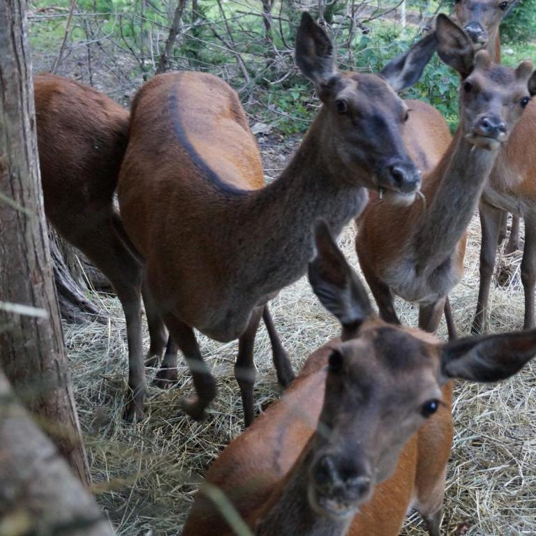 Grumserhof - Appartamento con 1 Camera da Letto - 31