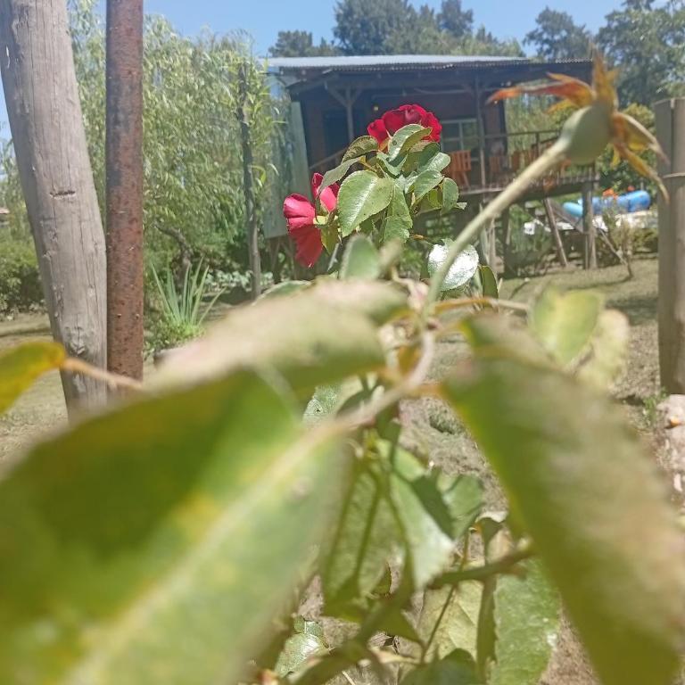 Cabañas del Pantano - Casa con 1 dormitorio - 6