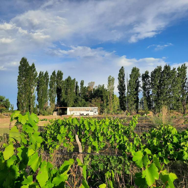 Finca Los Racimos - The Wine Bus - One-Bedroom Villa - 21