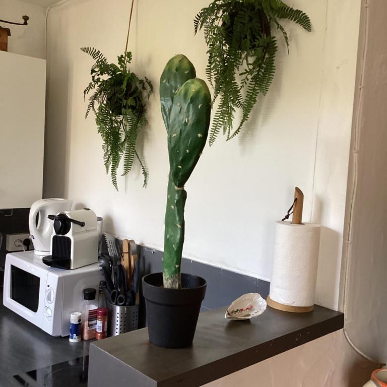 Studio avec grande terrasse et jardin privatif au Pyla - Studio - 4