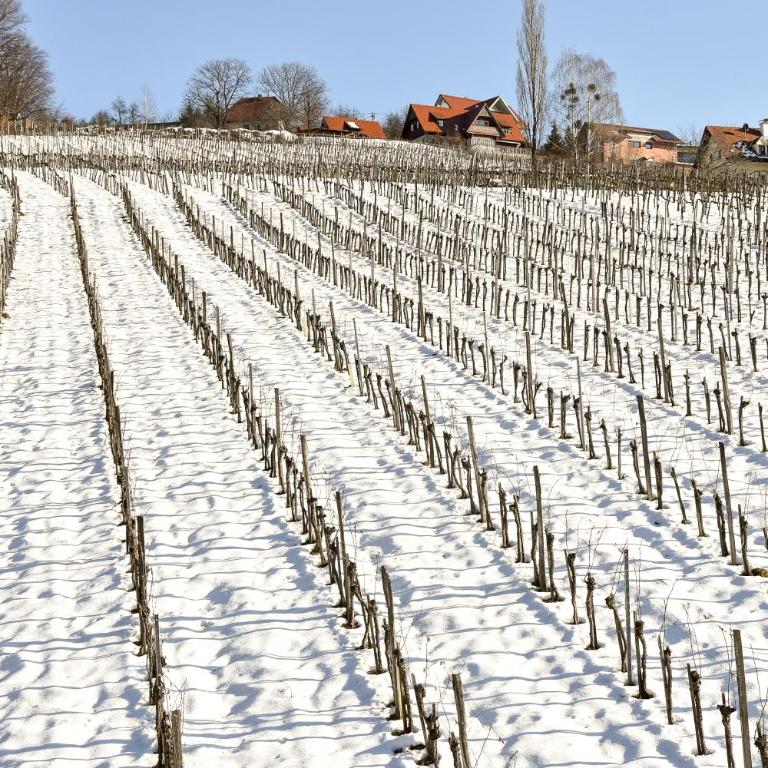 Weingut Buschenschank Schneiderannerl - Doppelzimmer mit Terrasse - 7