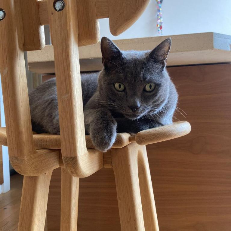 Unique Apartment with Cat in Cap dAntibes - Appartement 2 Chambres - 22
