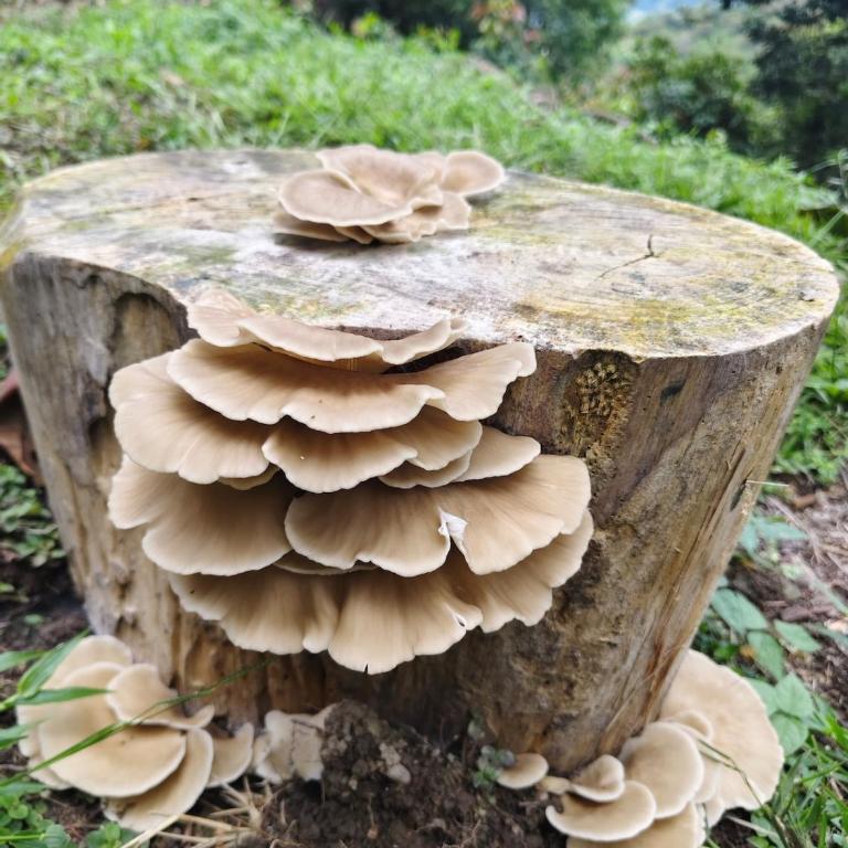 Chiraco cabins native jungle - Two-Bedroom House - 16