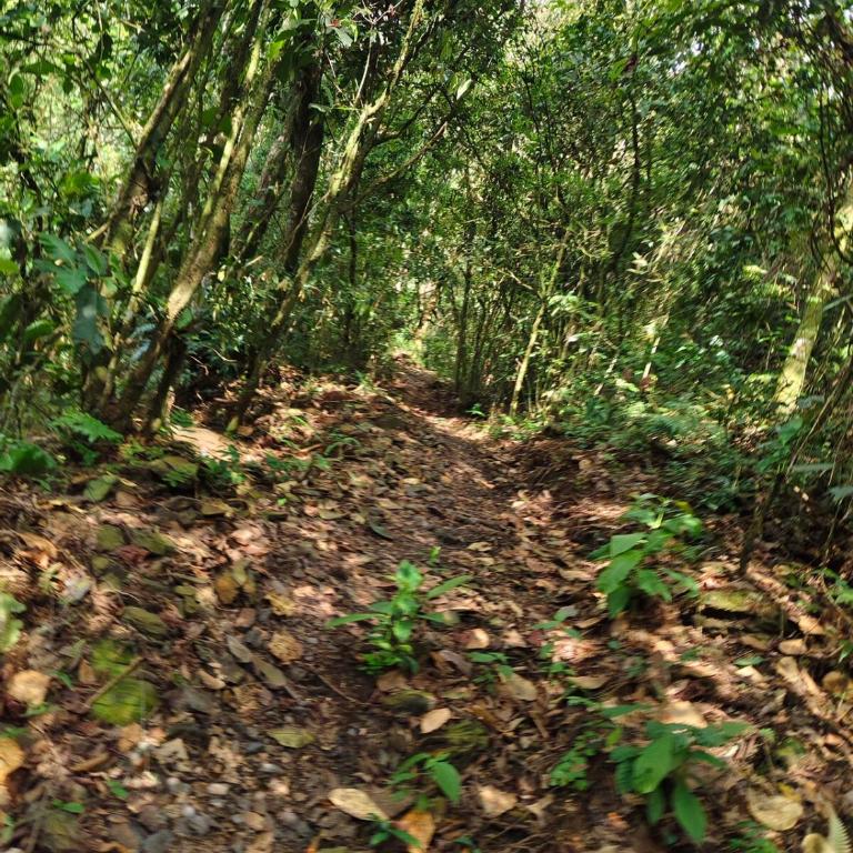 Chiraco cabins native jungle - Two-Bedroom House - 17