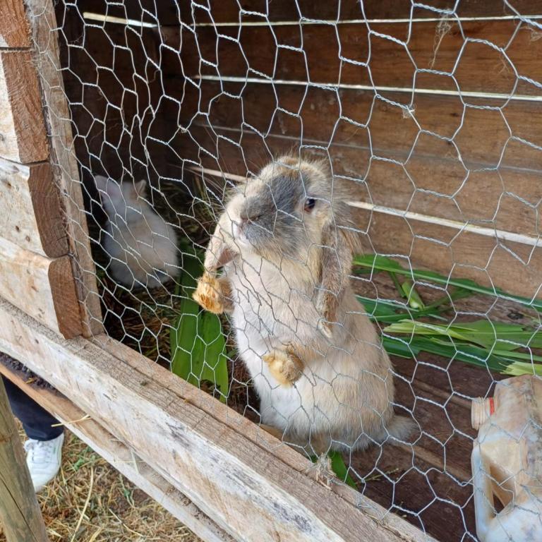Cabaña pelluhue Refugio Arcaluz - Apartamento de 2 dormitorios - 6