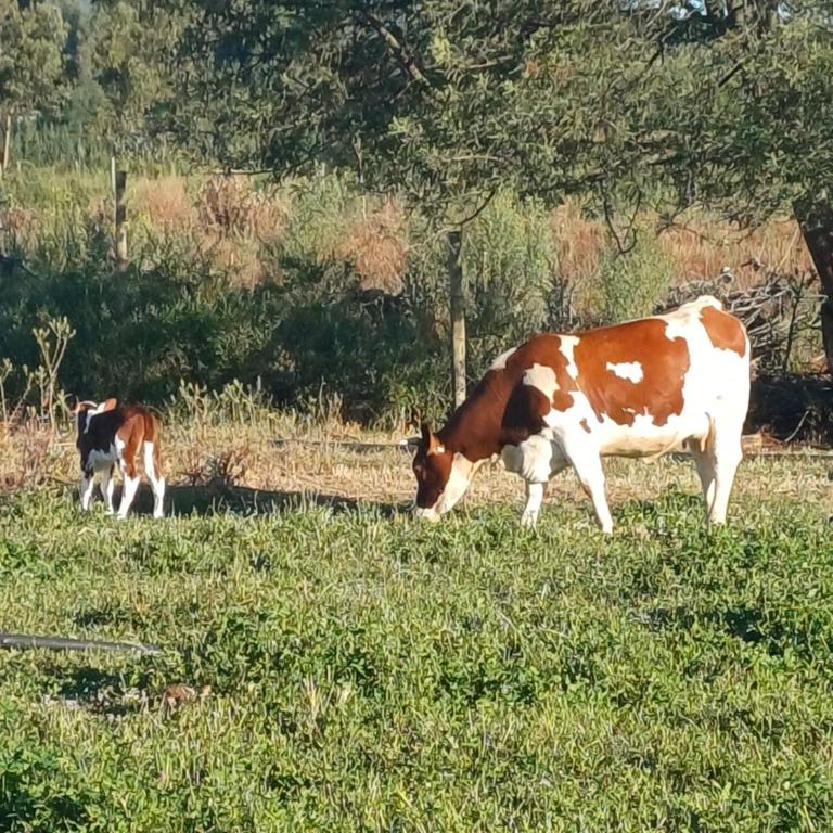 Cabaña pelluhue Refugio Arcaluz - Apartamento de 2 dormitorios - 15