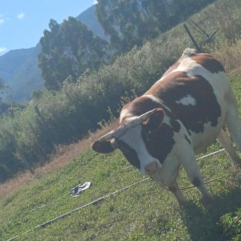 Cabaña pelluhue Refugio Arcaluz - Apartamento de 2 dormitorios - 19