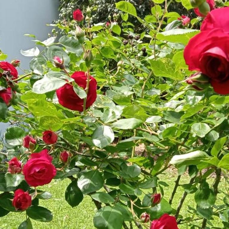 Quinta La Gloria - Casa de 2 dormitorios - 31