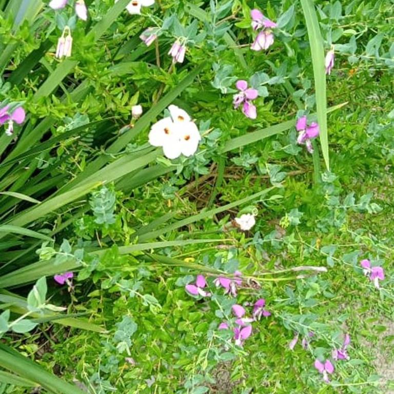 Quinta La Gloria - Casa de 2 dormitorios - 32