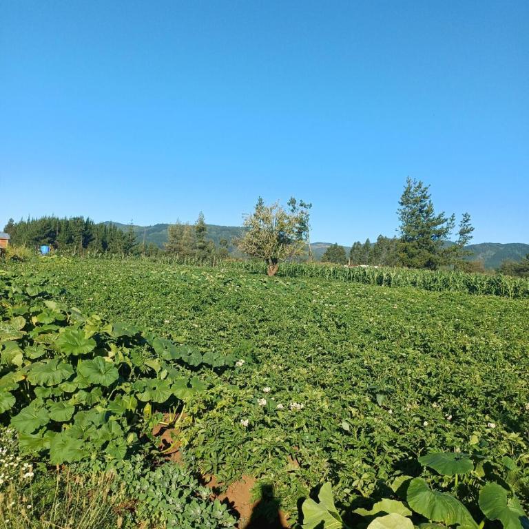 Cabaña Arcaluz - Casa - 25