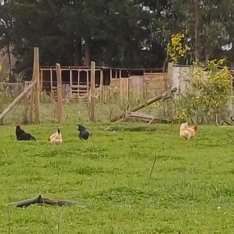 Cabaña Arcaluz - Casa - 32