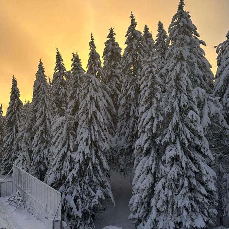 Suncana Planina - Kopaonik - Apartment - 5