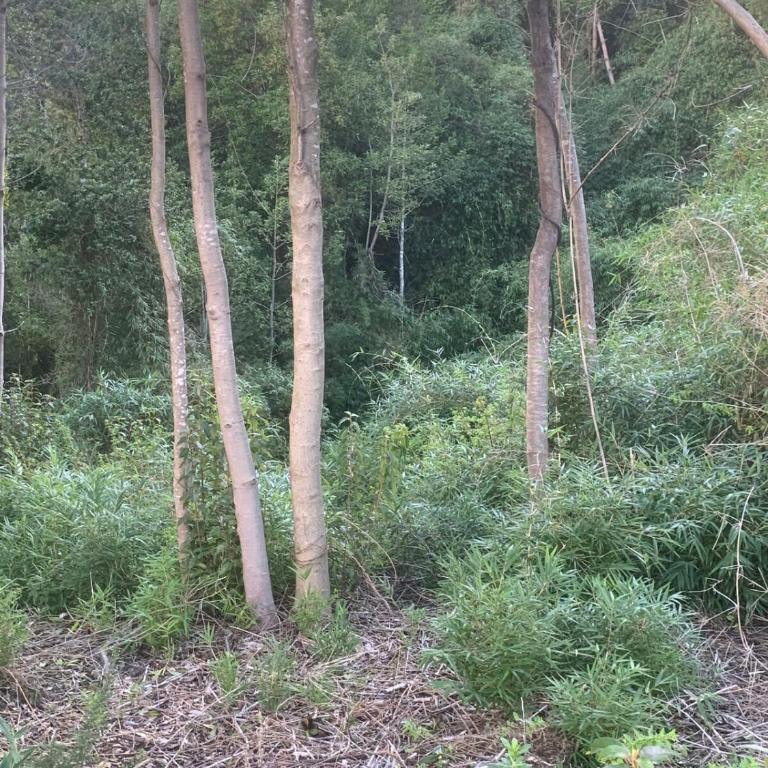 Cabaña Valdivia - Cutipay Alto - One-Bedroom Apartment - 9