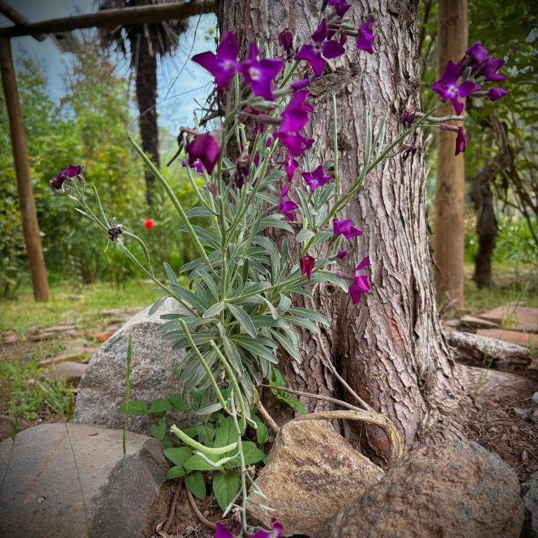Casa De Piedra Le Petit Chalet - Apartamento de 1 dormitorio - 7