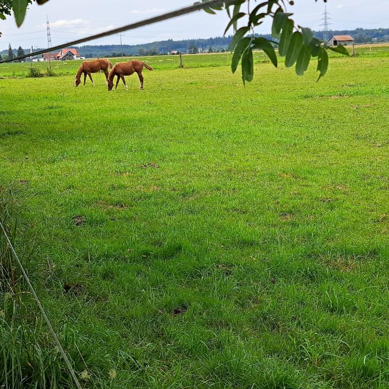 Ferienwohnungen Allgäublick am Radweg mit Fahrradgarage und Garten - Apartment mit 1 Schlafzimmer und Gartenblick - 28