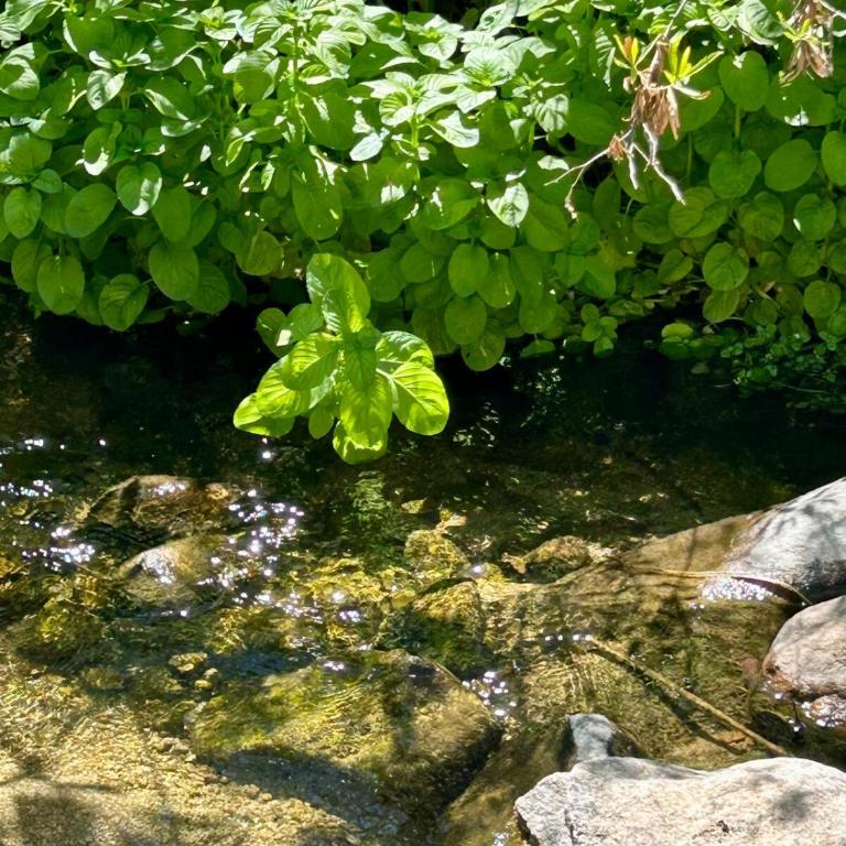 Iris,Tiny house en Las Calles, Traslasierra - One-Bedroom House - 49