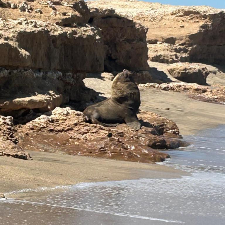 Siberia Cabaña in Mar del Sur - Casa con 1 dormitorio - 5