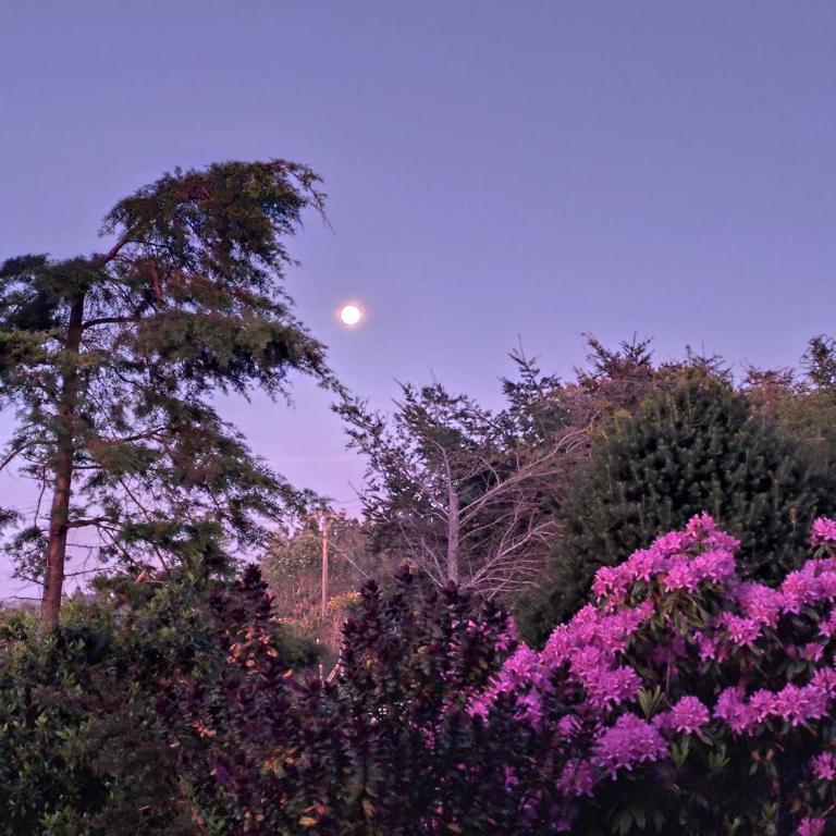 CABAÑA AZUL Y VERDE - Casa de 2 dormitorios - 4