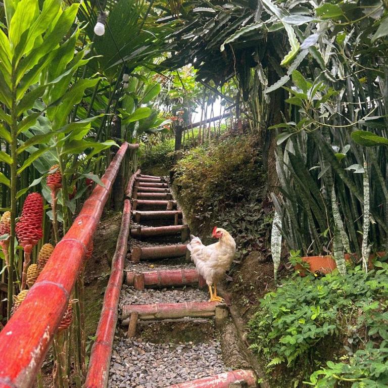 Cabaña campestre para parejas o grupos - Casa de 2 dormitorios - 43