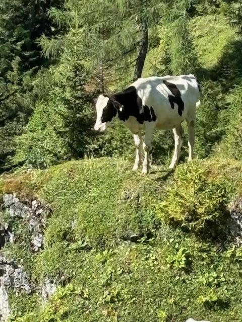 Grossbergblick - Apartamento de 2 dormitorios - 23
