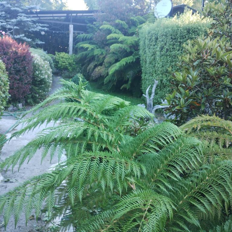 Cabaña Familiar Pétalos Villarrica - Casa de 3 dormitorios - 13