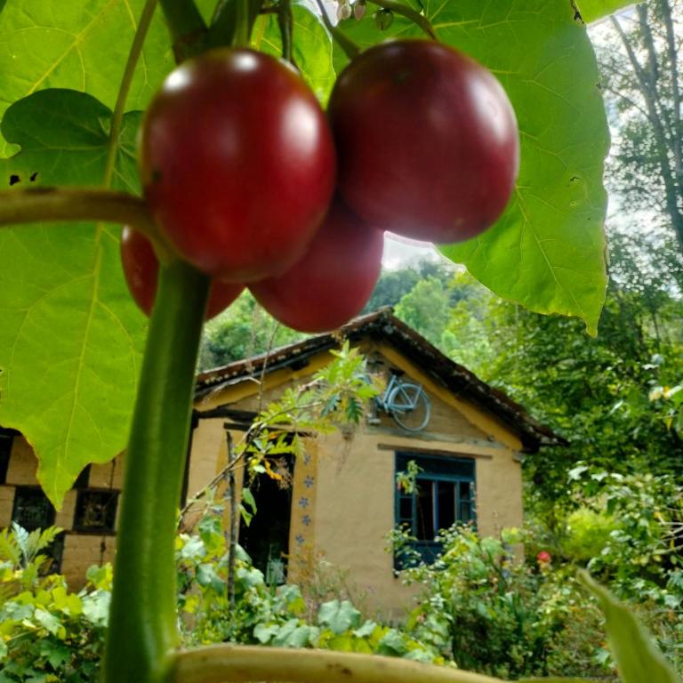 Jacamaki- Eco-lodge & Reserva Natural - Double or Twin Room - 53