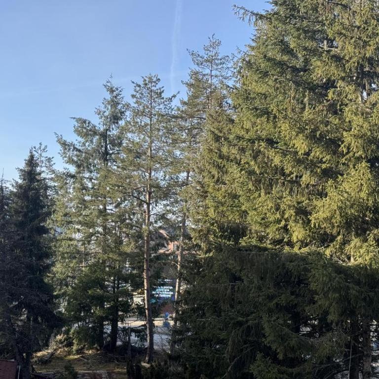 Mountain star - One-Bedroom Apartment - 6