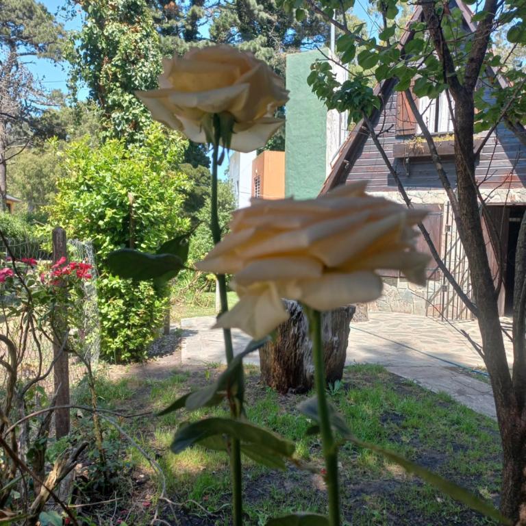 ALPINO DEL BOSQUE - Two-Bedroom House - 62