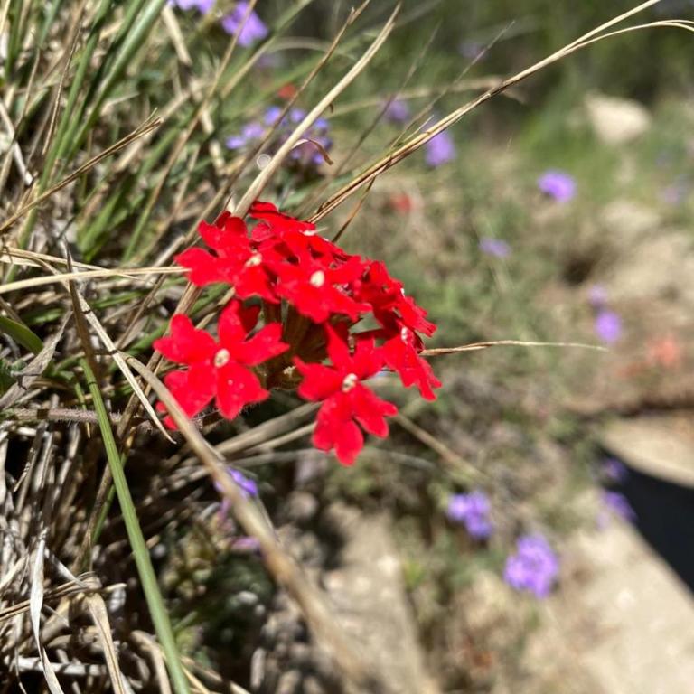 Eco Refugio de Montaña en San Javier, Traslasierra - One-Bedroom Chalet - 13