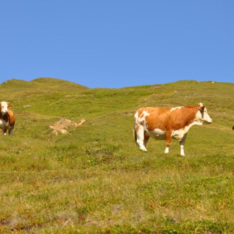 Wallnerhütte I Almblick - Chalet mit 2 Schlafzimmern - 17