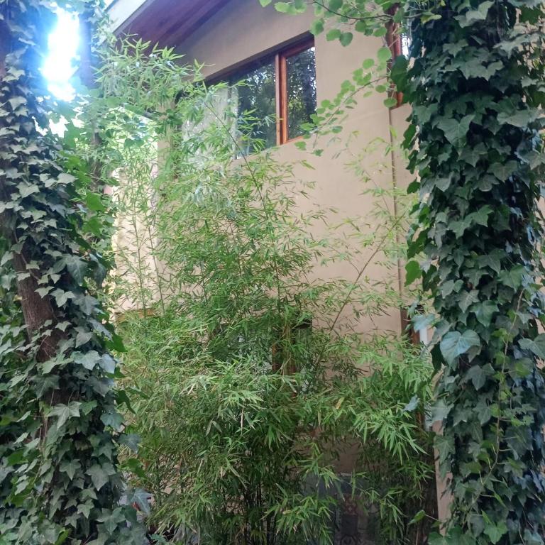 casas del arbol 5 - One-Bedroom Apartment - 3